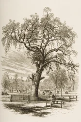 Vrijheidsboom, Boston Common, c.1870, uit 